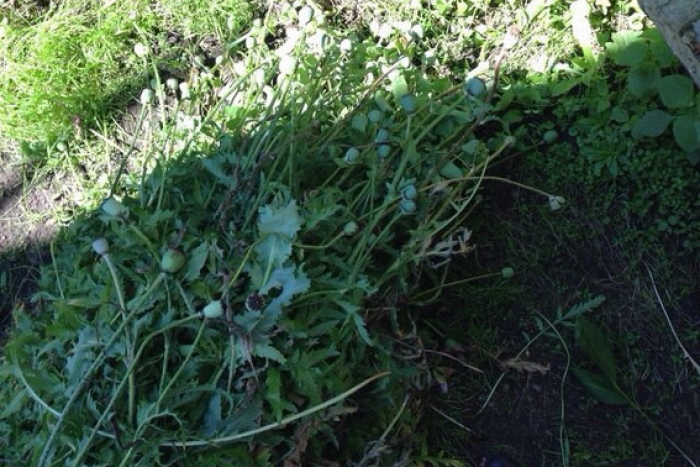 У мешканця Іршавщини поліція вилучила 191 рослину снодійного маку