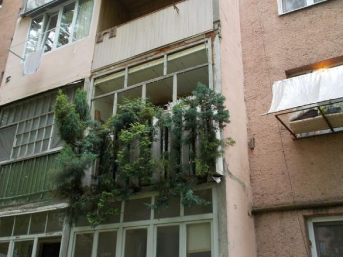 Не квітами єдиними: ужгородець прикрасив балкон багатоповерхівки хвойним лісом