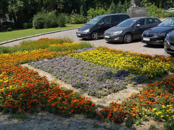 Понад десяток квіткових композицій прикрашають Ужгород влітку