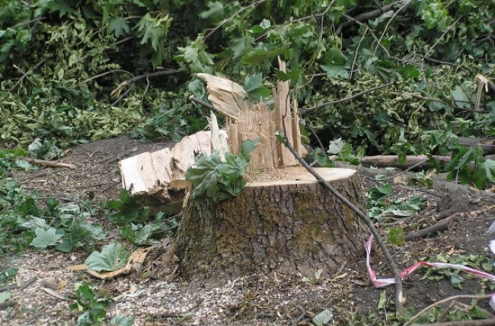 Двом мешканцям Іршавщини "світить" 55 000 гривень штрафу за зрубані дерева