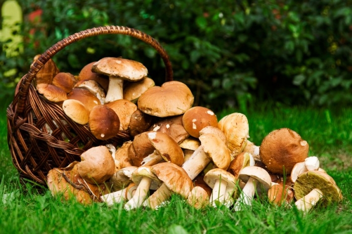 Кілограм білих грибів в Ужгороді можна прикупити за 60 гривень