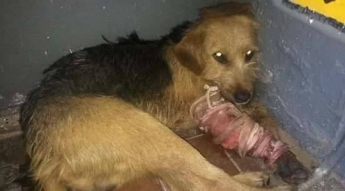 Собака, яку хтось підстрелив на полігоні під Ужгородом, потребує вашої допомоги!