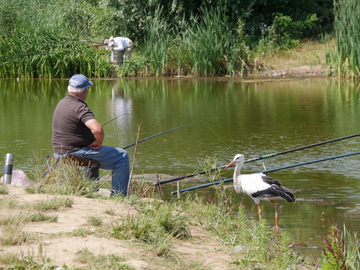 Лелека Вася надихає рибалок на ужгородських "чорних озерах"