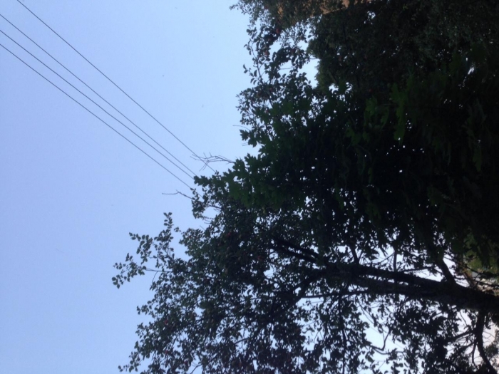Ужгородська МРЕМ цього тижня обрізатиме гілки дерев під електролініями — ГРАФІК