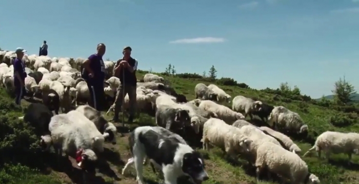Вівчарі на полонині: як живуть, скільки заробляють та як розводять овець