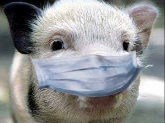 Африканська чума дісталася закарпатських свиней