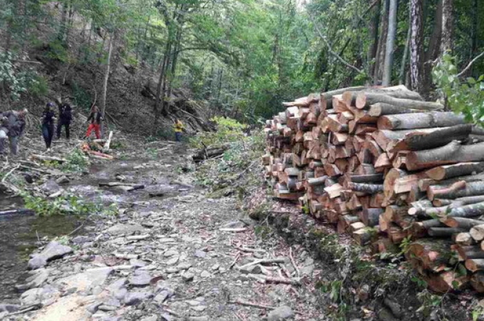 Поліція взялася за розслідування незаконної вирубки лісу на Великоберезнянщині
