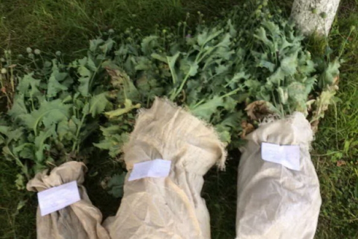 Закарпатська поліція збирає щедрі врожаї - по 900 стеблин за добу