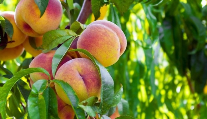 На Закарпатті постраждали від приморозків 70% персиків і абрикосів