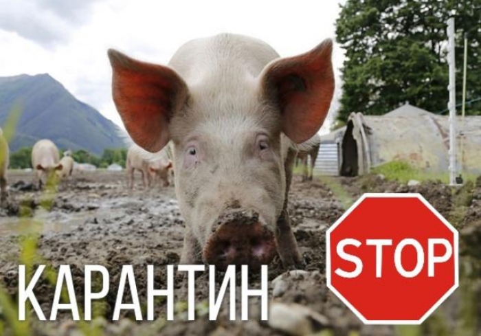 На Мукачівщині підтверджений випадок африканської чуми свиней