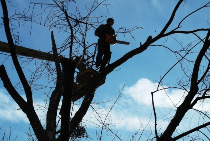 В Ужгороді можливі відключення електроенергії – триває ремонт та обрізання гілок дерев