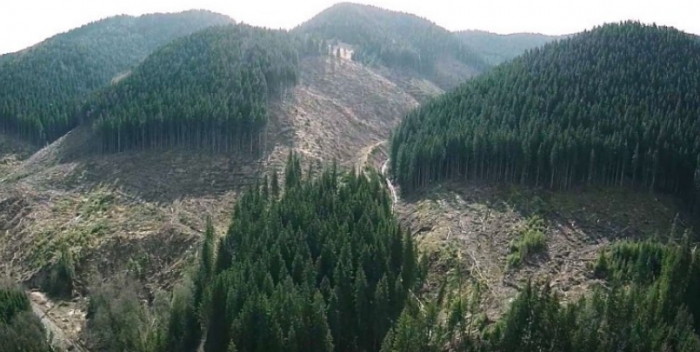 За незаконну рубку лісу на Закарпатті притягнули до відповідальності півсотні осіб