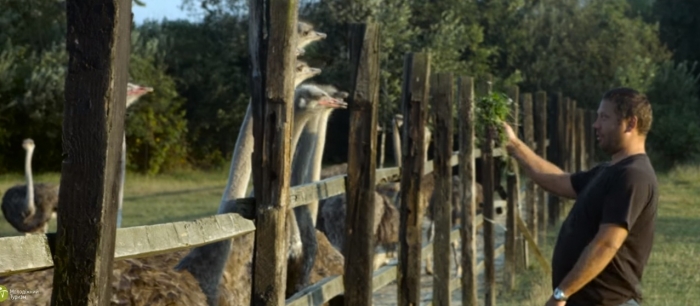 Екзотичні страуси добре прижилися на Закарпатті – клімат виявився придатним
