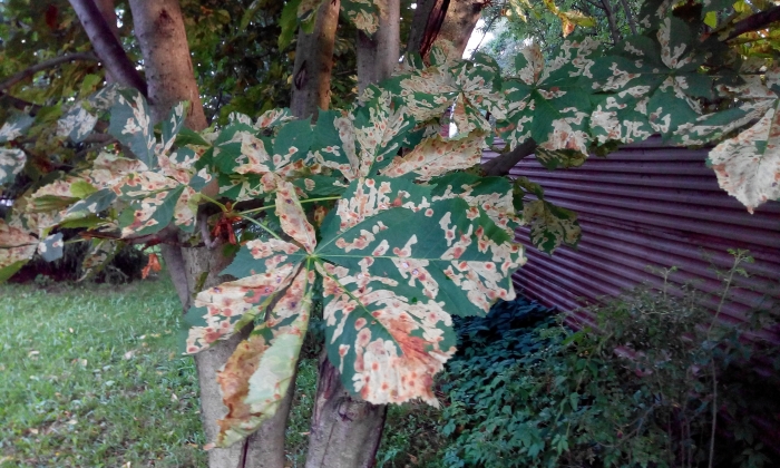 В Ужгороді метелик-шкідник знищив майже усі каштани