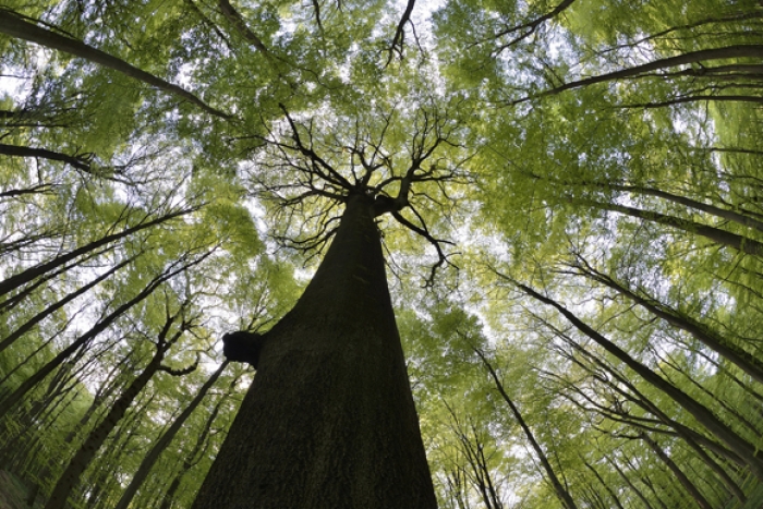 Букові праліси Закарпаття: світові науковці кажуть, що ці ліси мають велику цінність