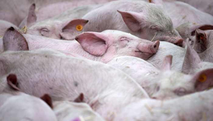 Через африканську чуму на Виноградівщині знищено 800 свиней