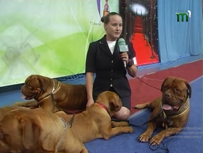 В Ужгороді пройшла міжнародна виставка собак
