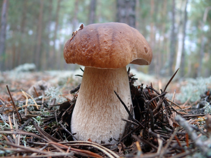 Сезон у розпалі: ринки Закарпаття наповнені грибами