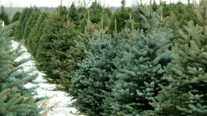 У лісах Закарпаття є спецплантації, де вирощуються хвойні дерева до Новорічно-Різдвяних свят