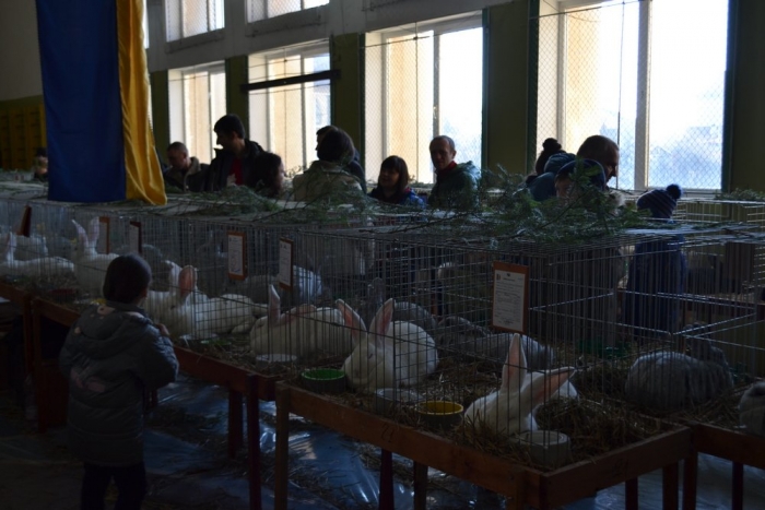 Сьома клубна виставка кроликів пройшла в Ужгороді