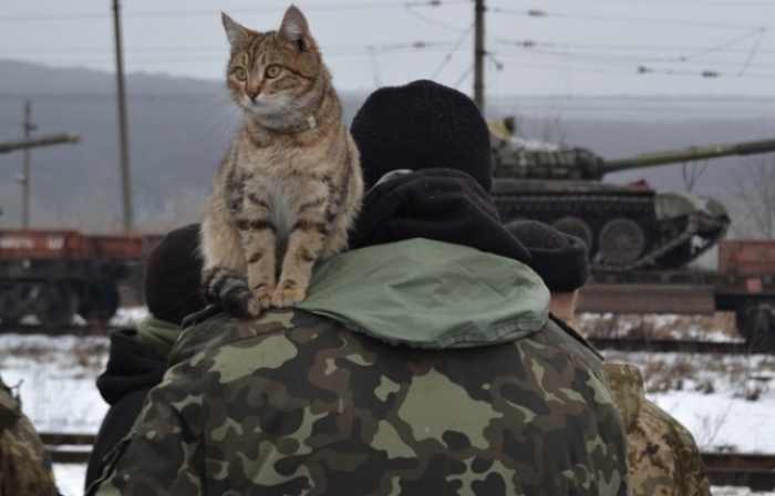 Із передової на Донбасі танкіст привіз в Ужгород ...кота Алісу!