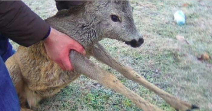 Закарпатські лісівники врятували з полону козулю, яка ледве вирвалася з течії річки Шипот