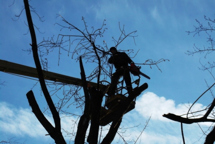 В Ужгороді на площі Корятовича обрізатимуть гілки дерев, громадян просять бути уважними