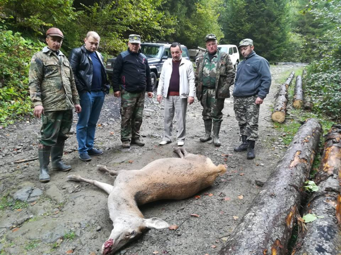 На Рахівщині знайшли мертвою пошматовану ведмедем оленицю