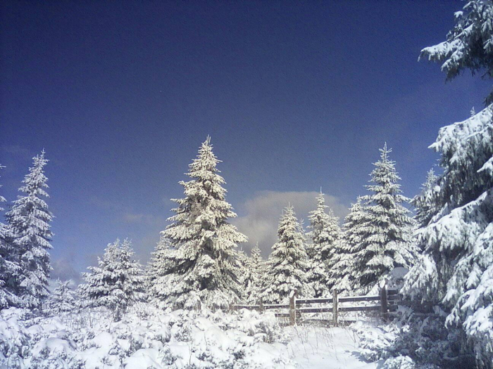 Зима під Говерлою: в соцмережах з'являються перші фото засніжених Карпат (ФОТО)