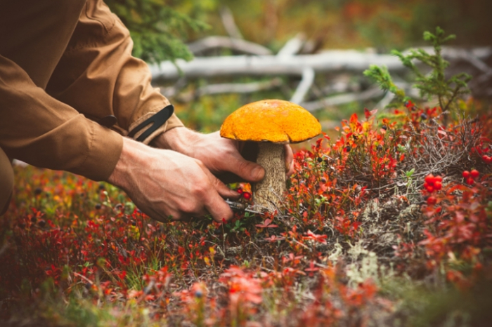 Рятувальники – закарпатцям: отруєння грибами набуває особливої актуальності в осінню пору року