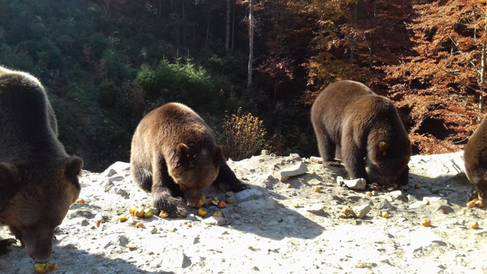 У Синевирі школярі відгодовують ведмедів – назбирали клишоногим 20 мішків яблук