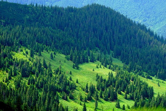 Адмінсуд Закарпаття визнав протиправною "земельну" бездіяльність Берегівського лісогосподарства