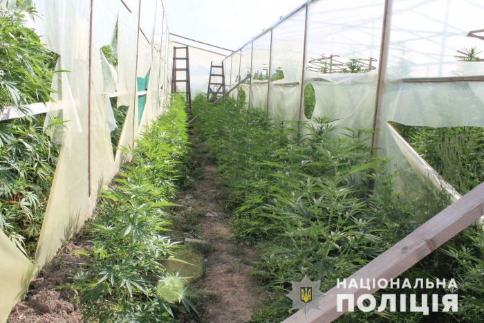Наркотичне Закарпаття: 3 тисячі нарковмісних рослин та 134 кілограми марихуани вилучили поліцейські