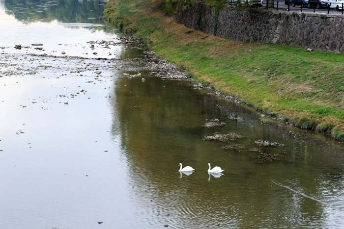 В Ужгороді на Ужі оселилися п'ятеро білих лебедів (ФОТО)