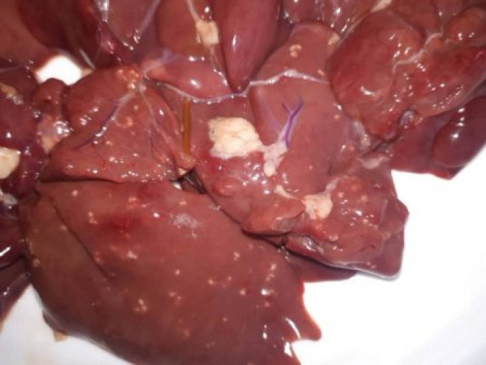 Скандал у Хусті: що знайшли в курячій печінці?