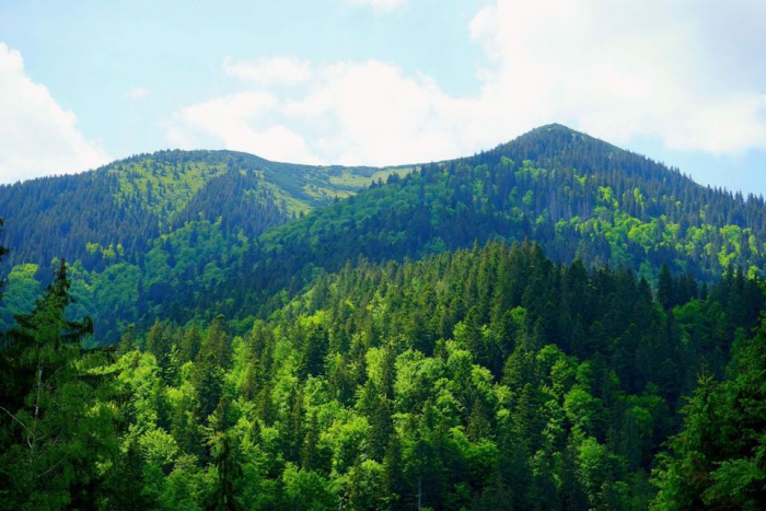  У Карпатських лісах може з’явитися незалежна лісова поліція?
