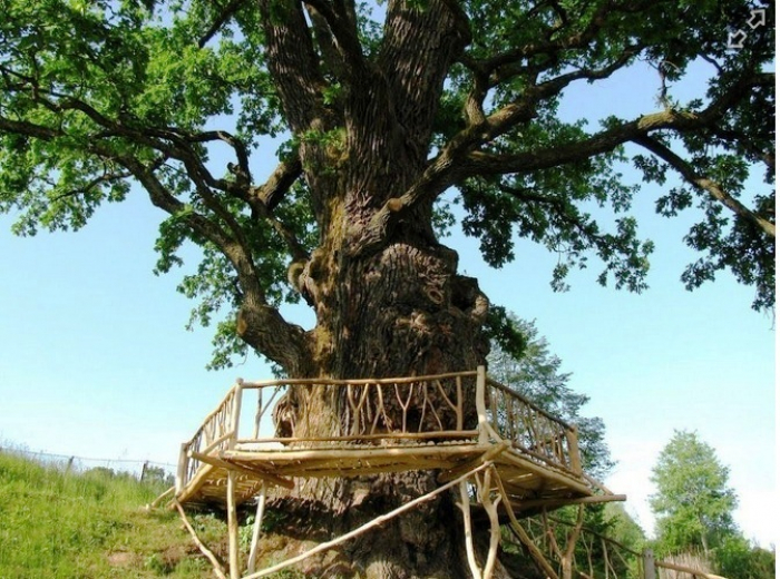 Найстаріші дерева України ростуть у селі Стужиця на Великоберезнянщині
