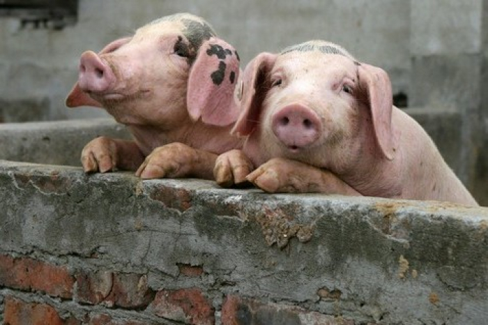 Випадок африканської чуми свиней зафіксували у Берегівському районі