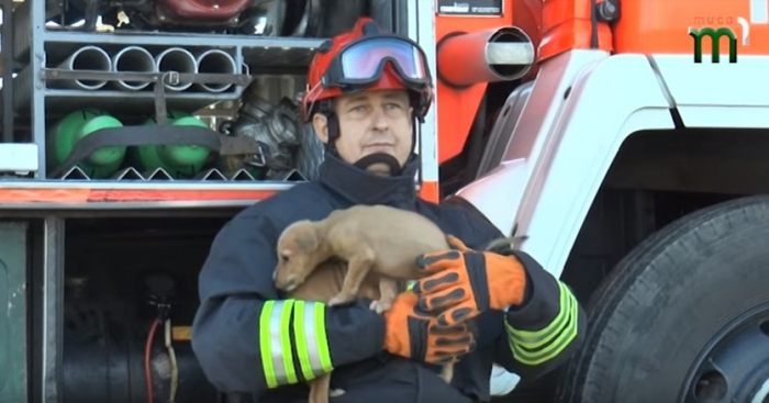 "Надзвичайні тварини від рятувальників" – другий етап акції в Ужгороді