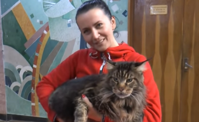 «Міс Кіс-2018»: відбулася масштабна виставка кішок в Ужгороді