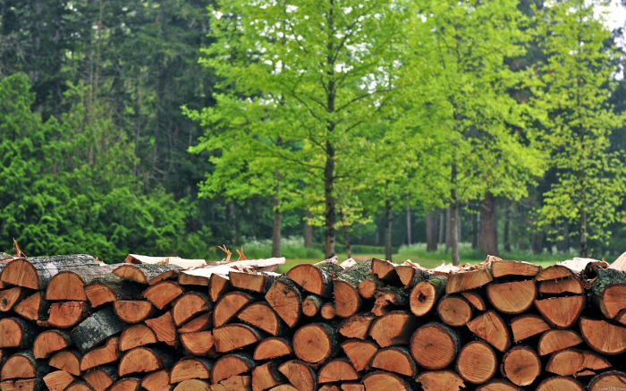 На Закарпатті лісівники удосконалять реалізацію дров для населення