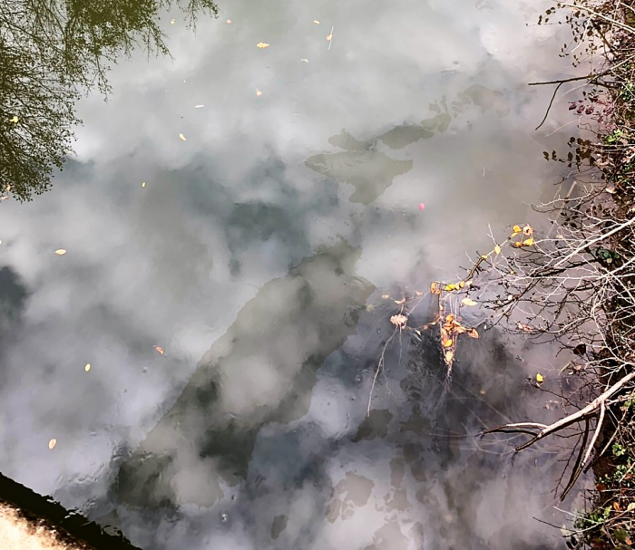 Екологи б'ють на сполох: виявлені маслянисті плями в каналі, з якого постачають воду Ужгороду 