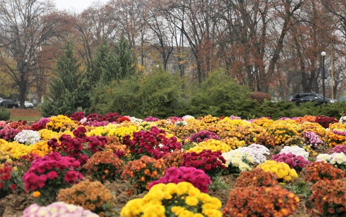 Попри дощ і холод Ужгород цвіте всіма барвами хризантем ФОТО
