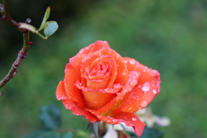 Незважаючи на мінусову температуру, в Ужгороді цвітуть троянди ФОТО