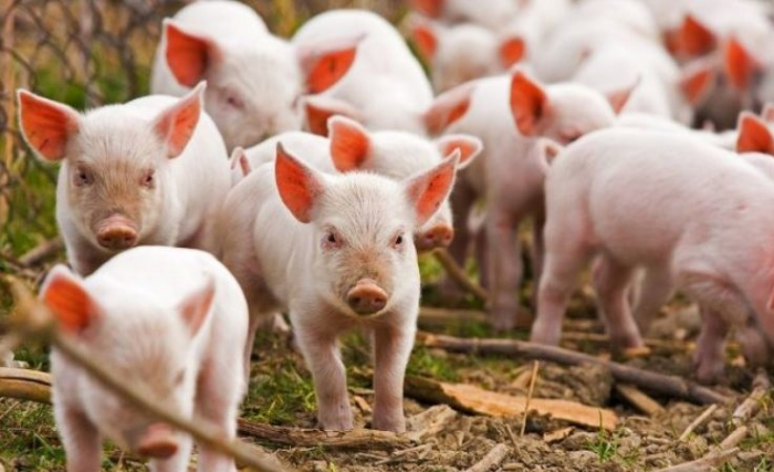 У якому районі Закарпатті зафіксовано випадок африканської чуми свиней?