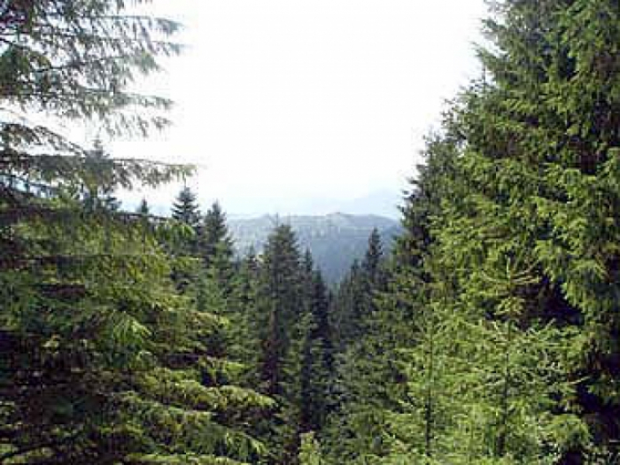 Лісівники Берегівського лісгоспу взялися за розширення лісових артерій 