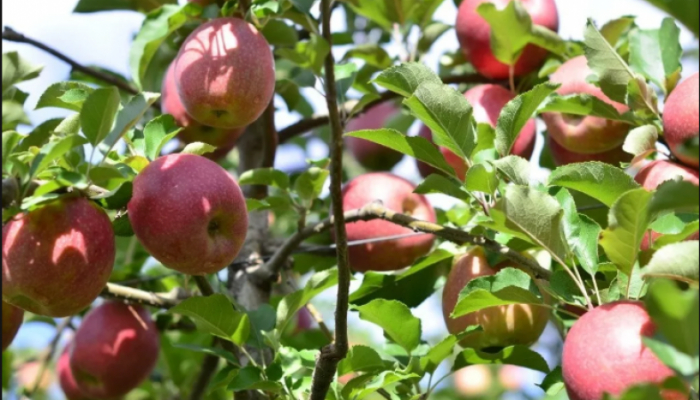 Фруктовий туризм на Закарпатті: чим дивує яблуневий сад у с. Соловка? (ВІДЕО)