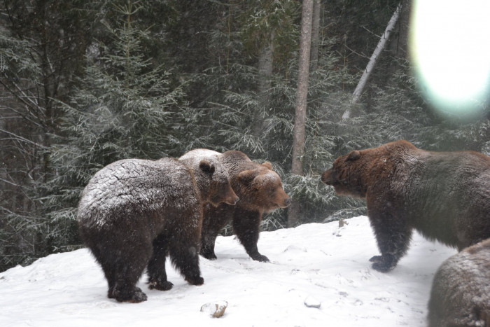 Мімімішні синевирські ведмеді не сплять і радіють снігу (ФОТО, ВІДЕО)
