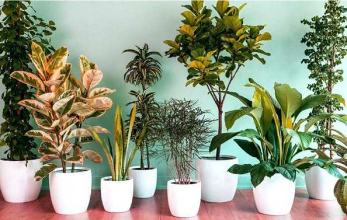 Закарпаткам на замітку: як доглядати за кімнатними рослинами взимку