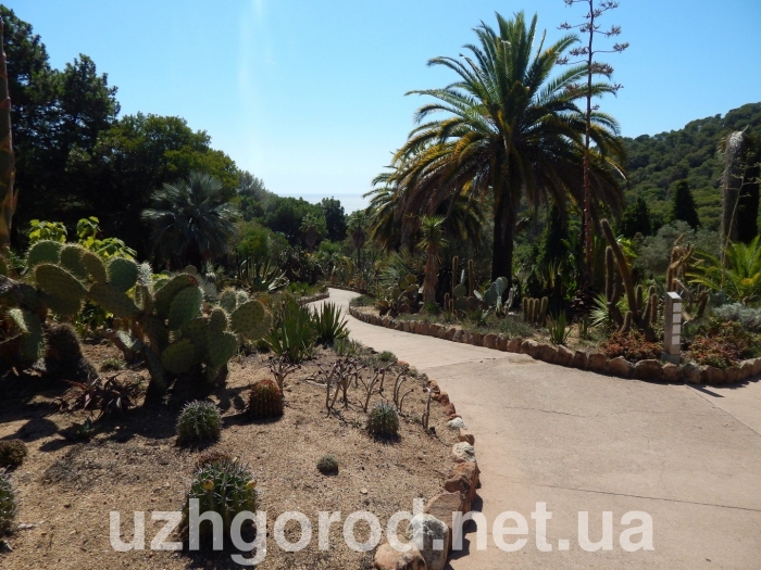 Кактусовий ровесник Ужгородського ботанічного саду знаходиться в іспанському Бланесі